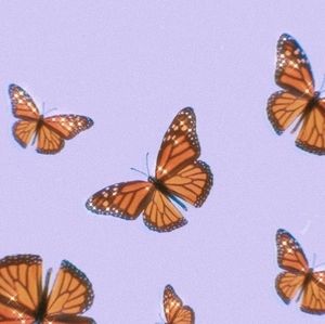 Here are some butterfly pictures aesthetic